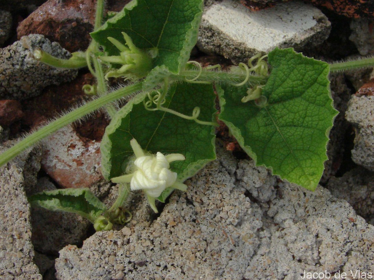 Trichosanthes scabra Lour.